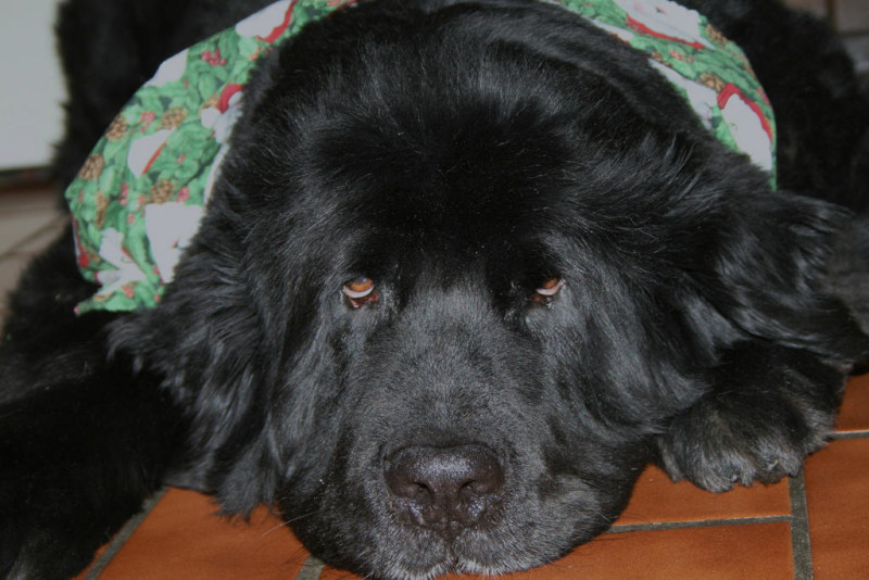 Pittsburgh Pet - Milton