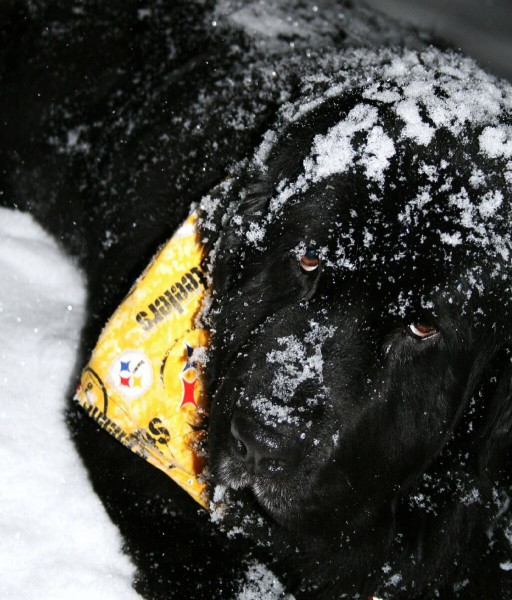 Pittsburgh Pet - Milton