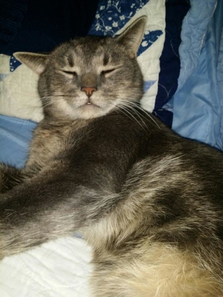 Rescue Cat, Parker
