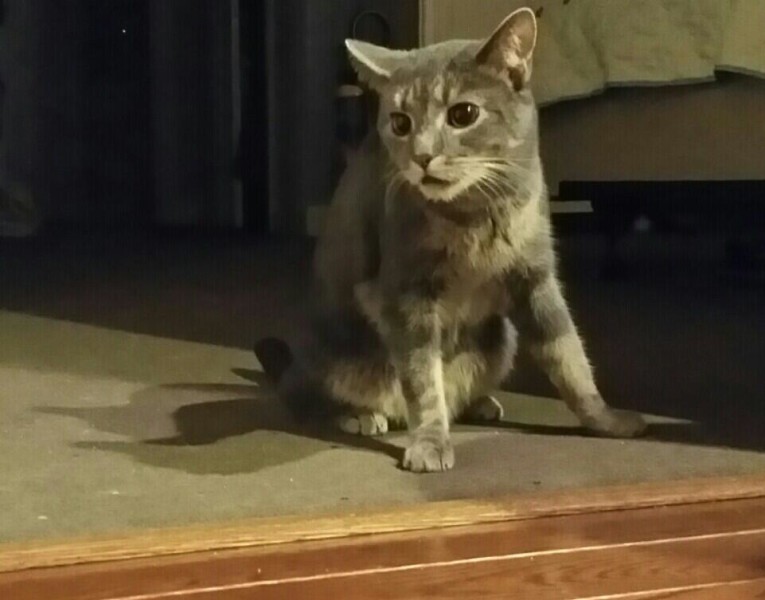 Rescue Cat, Parker
