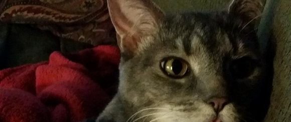 Rescue Cat, Parker