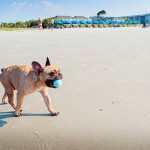 Titus the French Bulldog | BuzzNTheBurgh.com - Pets