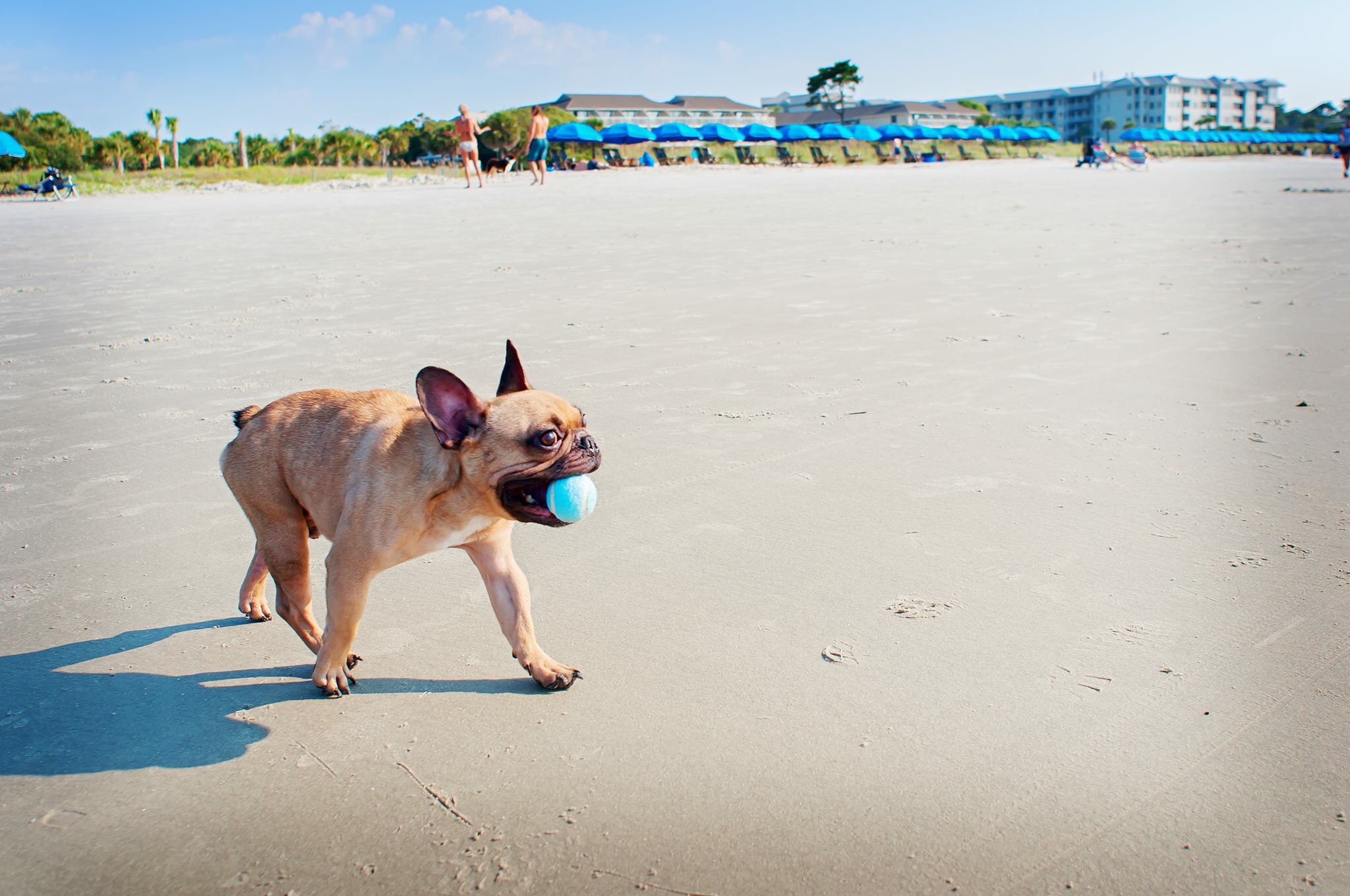 Titus the French Bulldog