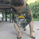 Titus the French Bulldog | BuzzNTheBurgh.com - Pets