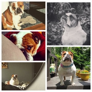 Penelope McUnderbit | BuzzNTheBurgh.com - Pets