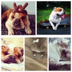 Penelope McUnderbit | BuzzNTheBurgh.com - Pets