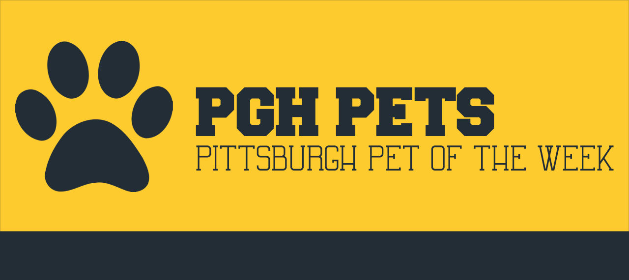 Calling Pittsburgh Pets!