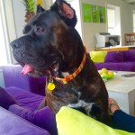 Ajaye | Pet of the Month