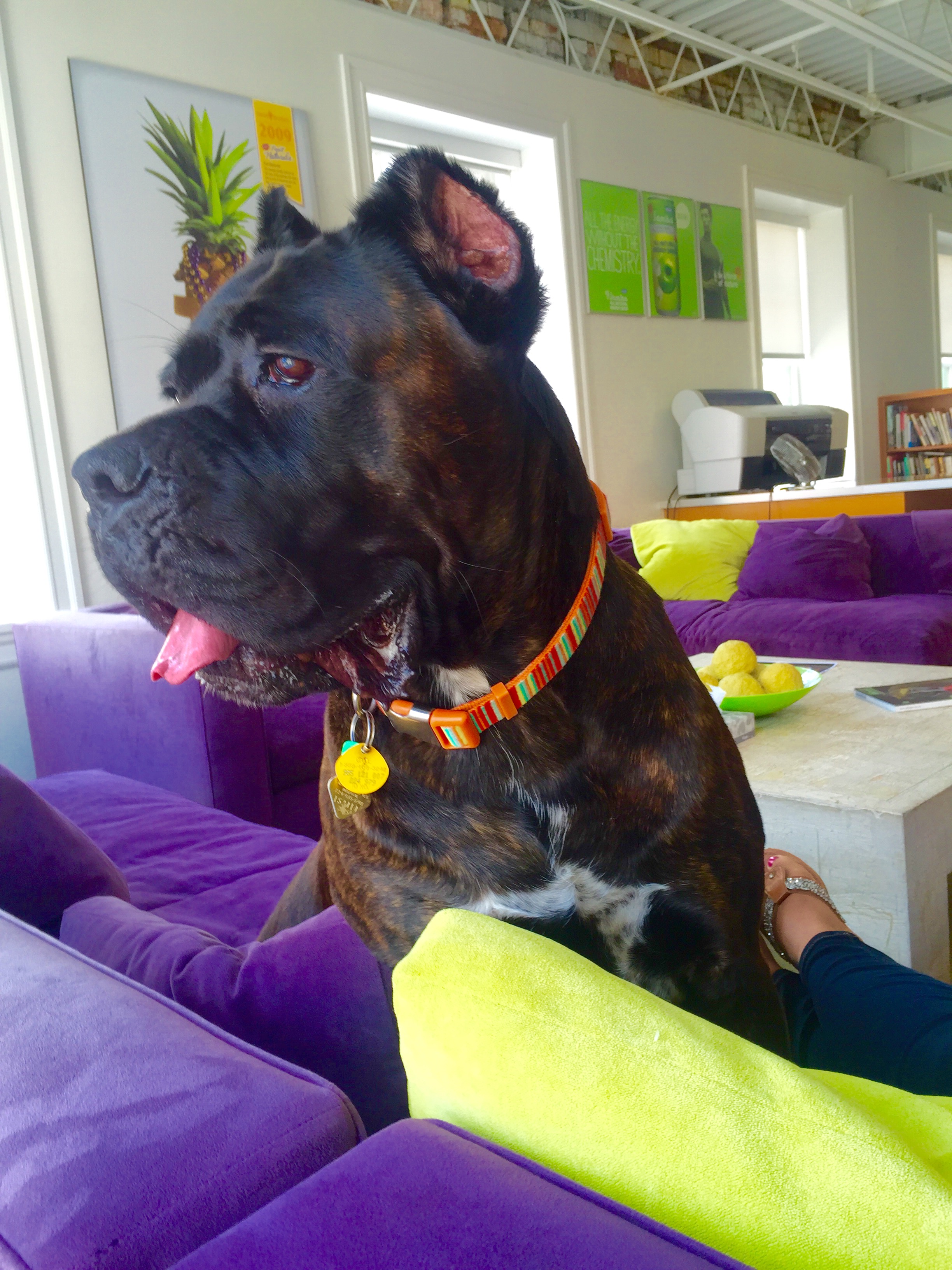 Ajaye – Cane Corso