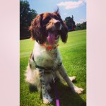 Dakota - Spunky Springer Spaniel