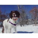 Dakota - Spunky Springer Spaniel