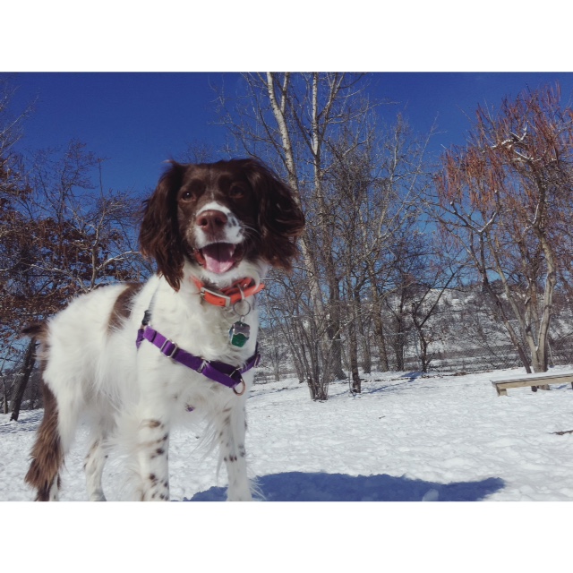 Dakota – Spunky Springer Spaniel