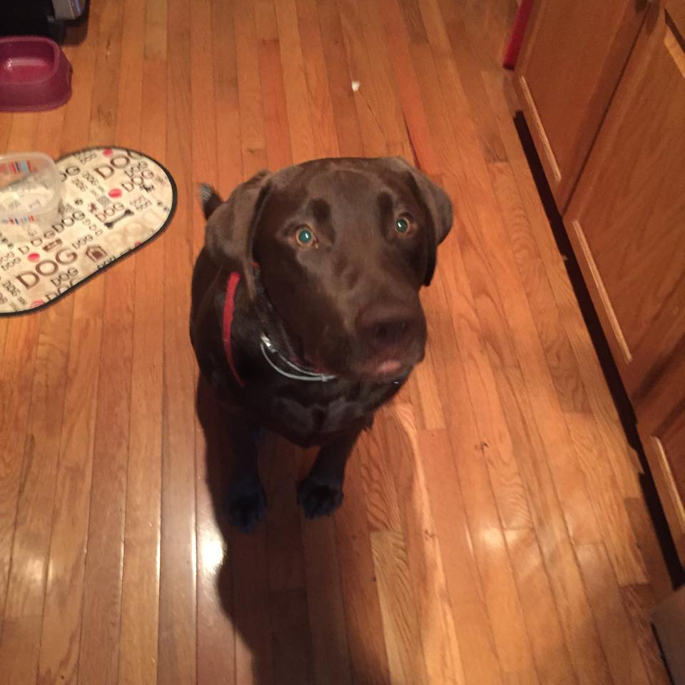 Toby the Chocolate Lab