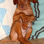 Vizsla | BuzzNTheBurgh.com Pets