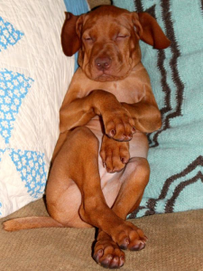 Vizsla | BuzzNTheBurgh.com Pets