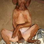 Vizsla | BuzzNTheBurgh.com Pets