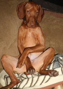 Vizsla | BuzzNTheBurgh.com Pets