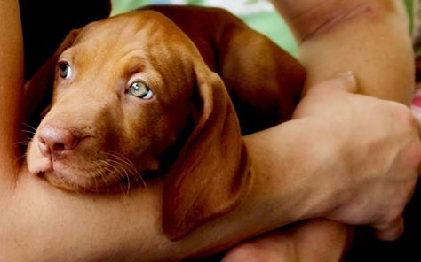Vizsla The Sports Dog
