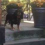 3 Templin Sisters | BuzzNTheBurgh Pet