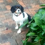 3 Templin Sisters | BuzzNTheBurgh Pet