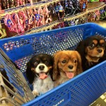 3 Templin Sisters | BuzzNTheBurgh Pet