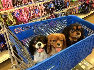 3 Templin Sisters | BuzzNTheBurgh Pet