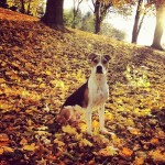 Duncan The Rescue
