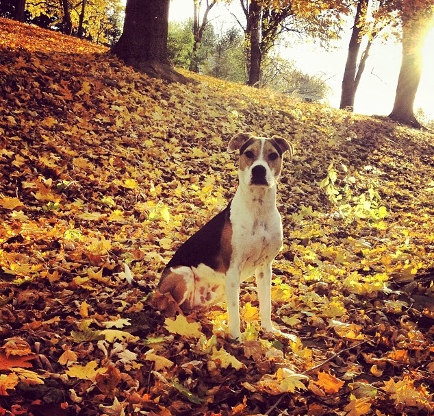 Duncan The Rescue